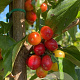 Cornus mas 12-14 HO container