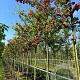 Crataegus media 'Paul's Scarlet' 12-14 HO container