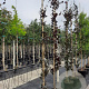 Fagus syl. 'Dawyck Purple' 8-10 HO container geveerd