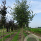 Fagus sylvatica 20-25 HO draadkluit 3 X verplant