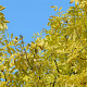 Fraxinus e. 'Jaspidea' 10-12 HO container