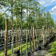 Gleditsia triac. 'Skyline' 12-14 HO container