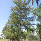 Larix kaempferi 10-12 HO container geveerd