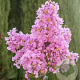 Lagerstroemia 'Lipan' 8-10 HO container
