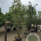 Laburnum wat. 'Vossii' 6-8 HO container