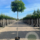 Liquidambar s. 'Gum Ball' 12-14 HO container 225 cm stam