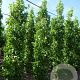 Liquidambar s. 'SlenderSilhouette' 12-14 HO draadkluit geveerd