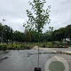 Liquidambar s. 'Worplesdon' 10-12 HO container