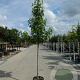 Liquidambar s. 'Worplesdon' 12-14 HO container