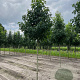 Liquidambar s. 'Worplesdon' 14-16 HO draadkluit 3 X verplant