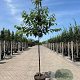 Malus d. 'Bramley's Seedling' 10-12 HO container