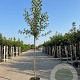 Malus d. 'Elstar' 10-12 HO container