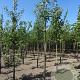 Malus d. 'Elstar' 12-14 HO draadkluit