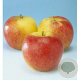 Malus d. 'Jonagold' 8-10 HA container