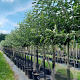 Malus d. 'Rode Boskoop' 10-12 HA container