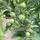Malus 'Golden Hornet' 10-12 HO container