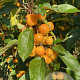 Malus 'Golden Hornet' 10-12 HO container