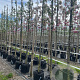Malus 'Golden Hornet' 10-12 HO container