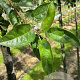 Malus 'Golden Hornet' 12-14 HO container