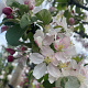 Malus 'Golden Hornet' 12-14 HO container