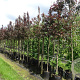 Malus 'Mokum' 12-14 HO container