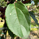 Malus 'Red Obelisk' 12-14 HO container