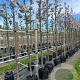Malus 'Red Obelisk' 12-14 HO container