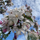 Malus 'Red Obelisk' 12-14 HO container