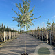 Malus toringo 'Brouwers Beauty' 8-10 HO container