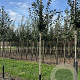 Mespilus g. 'Westerveld' 10-12 HA container
