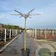 Morus alba 'Fruitless' 10-12 HO container dakvorm