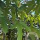 Morus alba 'Fruitless' 12-14 HO container