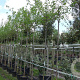 Morus alba 'Fruitless' 12-14 HO container