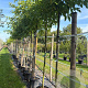 Morus alba 'Fruitless' 12-14 HO container