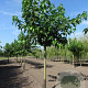 Morus alba 'Fruitless' 18-20 HO container dakvorm