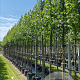 Morus alba 12-14 HO container