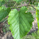 Morus alba 12-14 HO container