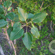 Populus balsamifera 8-10 HO container