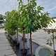 Prunus a. 'Regina' 10-12 HA container