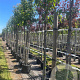 Prunus avium 10-12 HO container