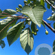Prunus avium 10-12 HO container