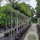 Prunus subh. 'Autumnalis Rosea' 12-14 HO container