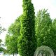 Quercus warei Regal Prince 8-10 HO container geveerd