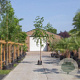 Robinia margaretta 'Casque Rouge' 10-12 HO container