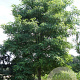 Robinia pseudoacacia 14-16 HO draadkluit