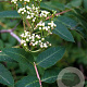 Sorbus decora 16-18 HO container