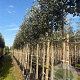 Sorbus latifolia 'Henk Vink' 12-14 HO container