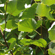 Tilia cordata 'Roelvo' 10-12 HO container