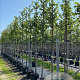 Tilia cordata 'Winter Orange' 12-14 HO container