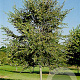 Ulmus 'Homestead' 12-14 HO container